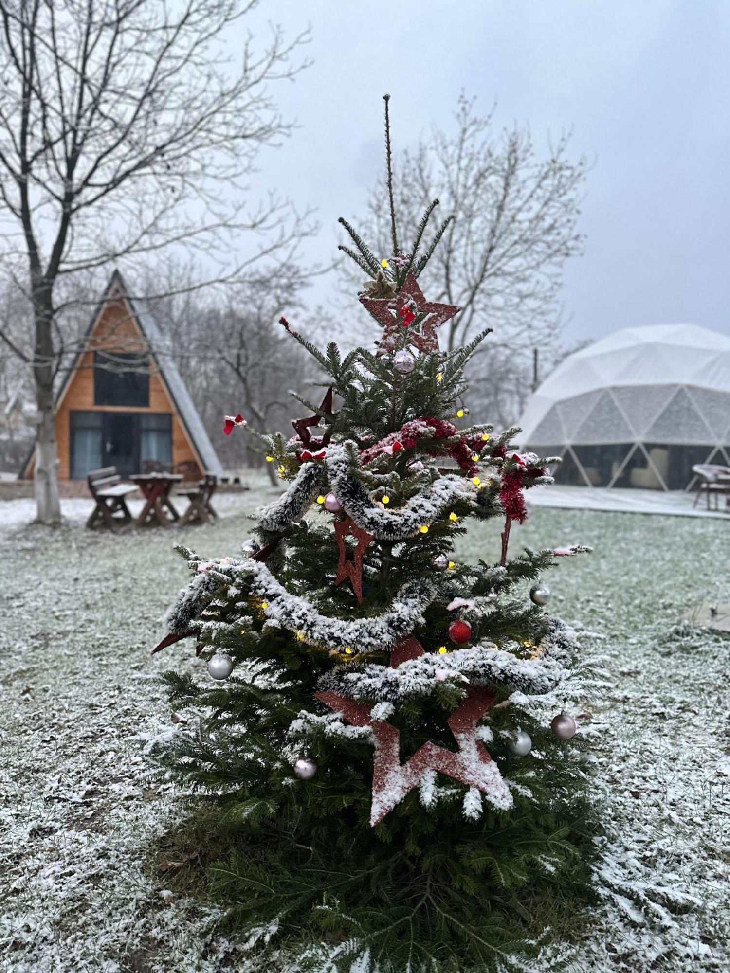 The Frog Glamping Hotel Horezu Eksteriør billede